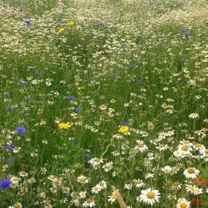 Meet your Posher, Su bin